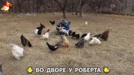 Содержание кур в домашних условиях и других птиц во дворе у Роберта 🐣🐤🦆🐔🪿🦃 (141)