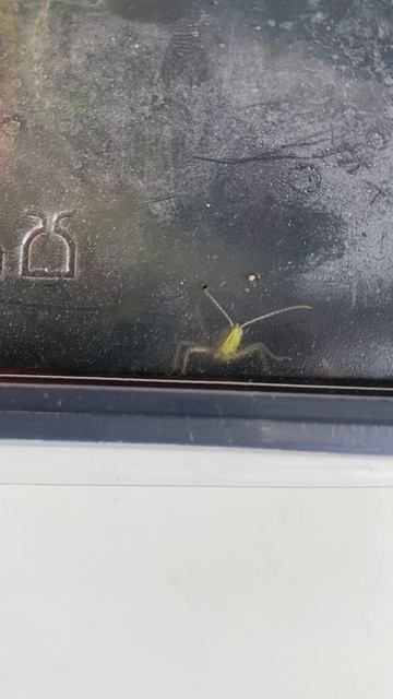 Кузнечик (Самец)