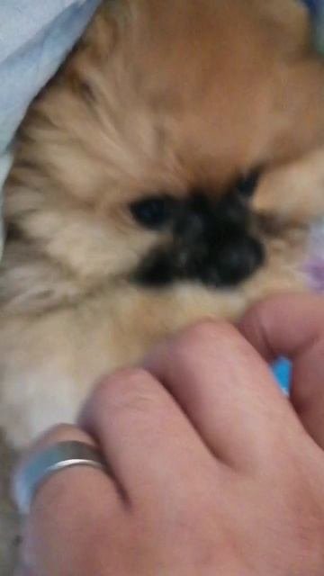 Малышка Мышка. Мир на зубок. Изучаем крышечку.