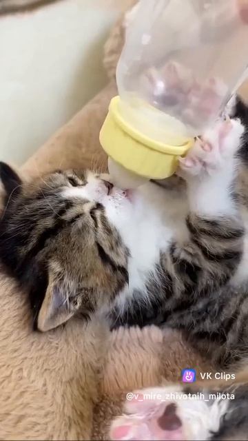 VID_20250813_055834_126.mp4