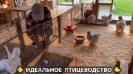 Идеальное птицеводство достойно восхищения 🐓🦆🦢🦚🦃🐔 эпизод (311)
