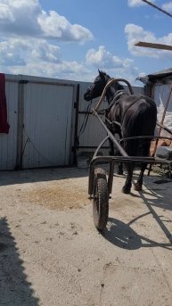 Обучение в оглобли Орлово-Владимировца