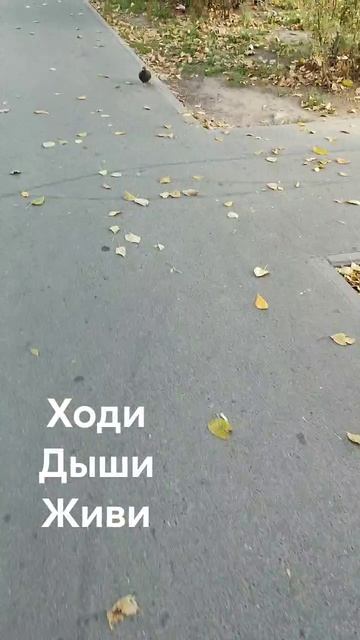 Ходи Дыши Живи