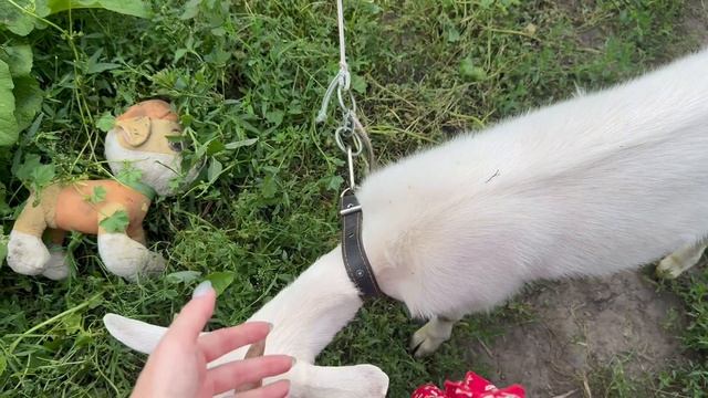 VLOG #20 ВЕЧЕРИНКА В ЦЫГАНСКОМ СТИЛЕ