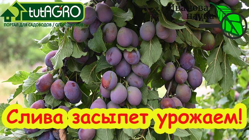 СУПЕР ОБРЕЗКА СЛИВЫ НА ЩУЧИЙ НОС! Валовый урожай сливы даже с маленьких деревьев.