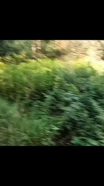 ДариQ. Мужчина с ножом , мужчина из леса , вещий сон