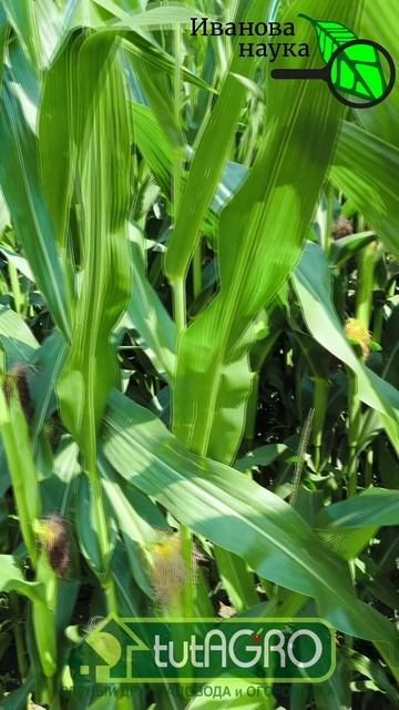 НЕ ЕШЬТЕ ЭТУ КУКУРУЗУ! Могут наступить КРАНТЫ! Не воруйте кукурузу с поля и вот почему.