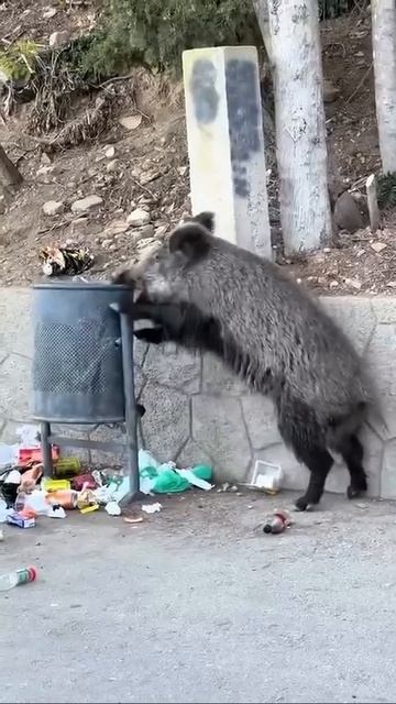 В поисках чего-то вкусного😁