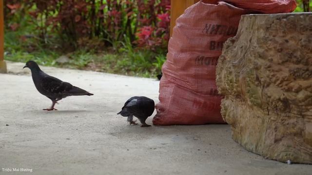 Secret to Making Delicious and Simple Powder Filter Cake to Sell at the Market. Trieu Mai Huong