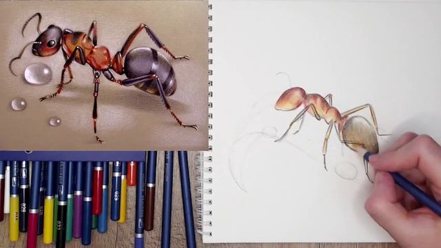 Артзарядка-с-Еленой-Терской---Муравей.-Курс-Юный-Натуралист