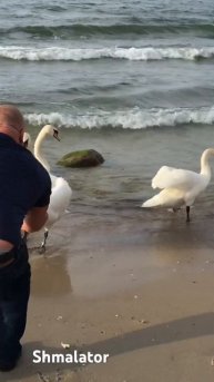 #калининград #дикиептицы #балтика #рыбалка #youtuber #vlog