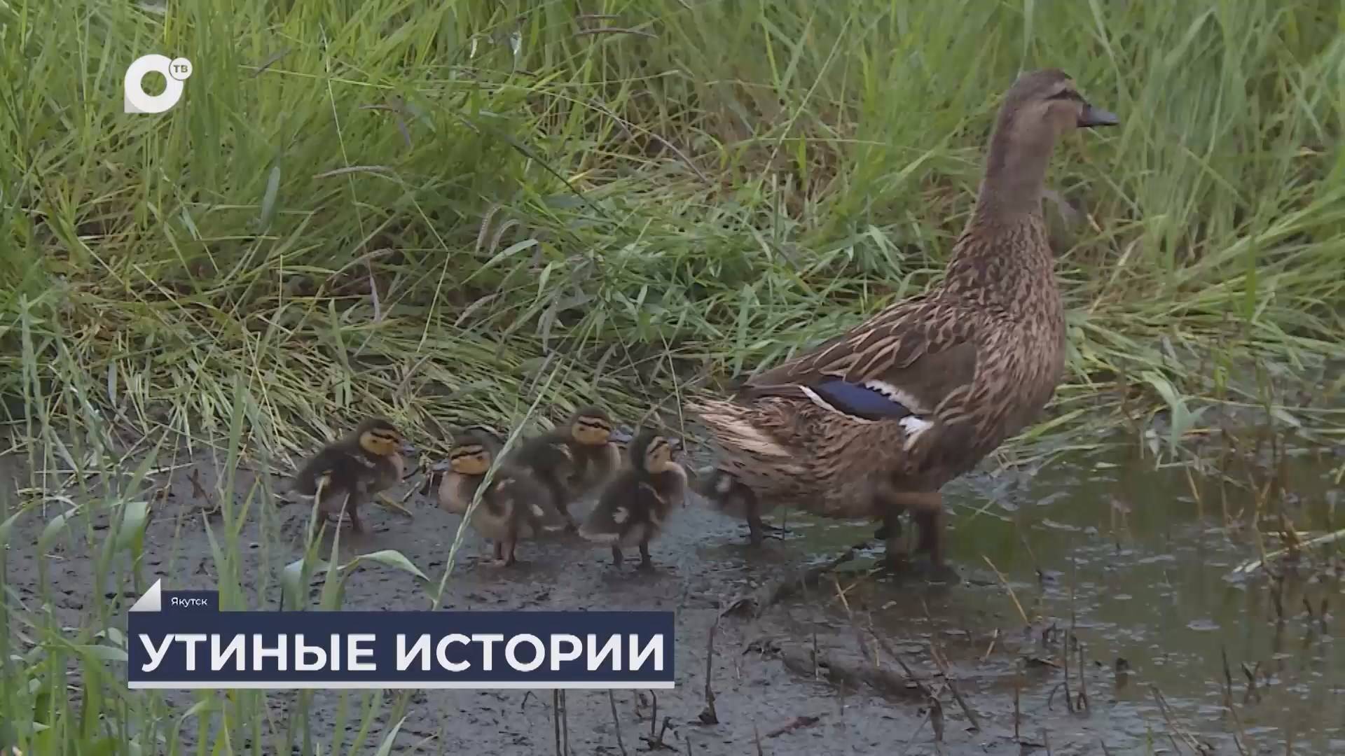 Дальний Восток на связи / О спасении утиной семьи в Якутии