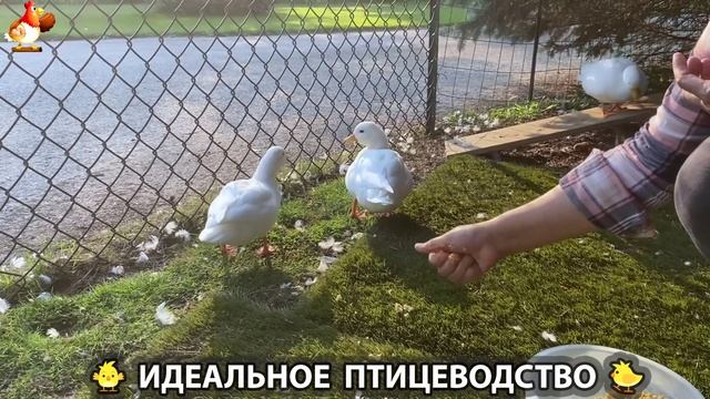 Идеальное птицеводство достойно восхищения 🐓🦆🦢🦚🦃🐔 эпизод (310)