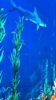 Лучшие моменты подводного мира в парке Галицкого.