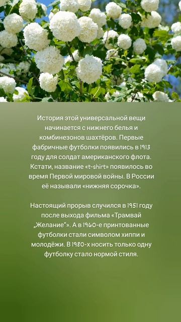 Футболка: от нижнего белья до символа стиля! 🤗👕🌺
