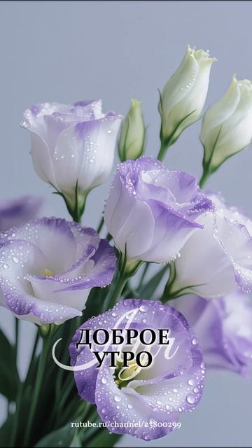 Доброе утро