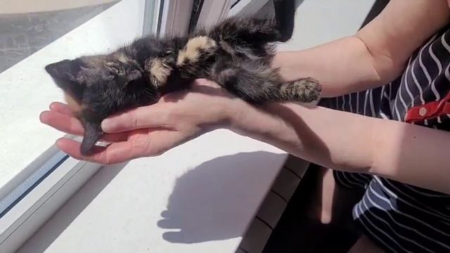 сима кошка в добрые руки