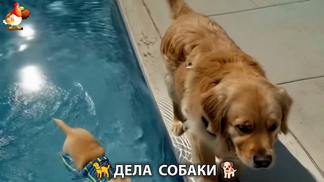 Собака друг человека и повседневная жизнь (116)