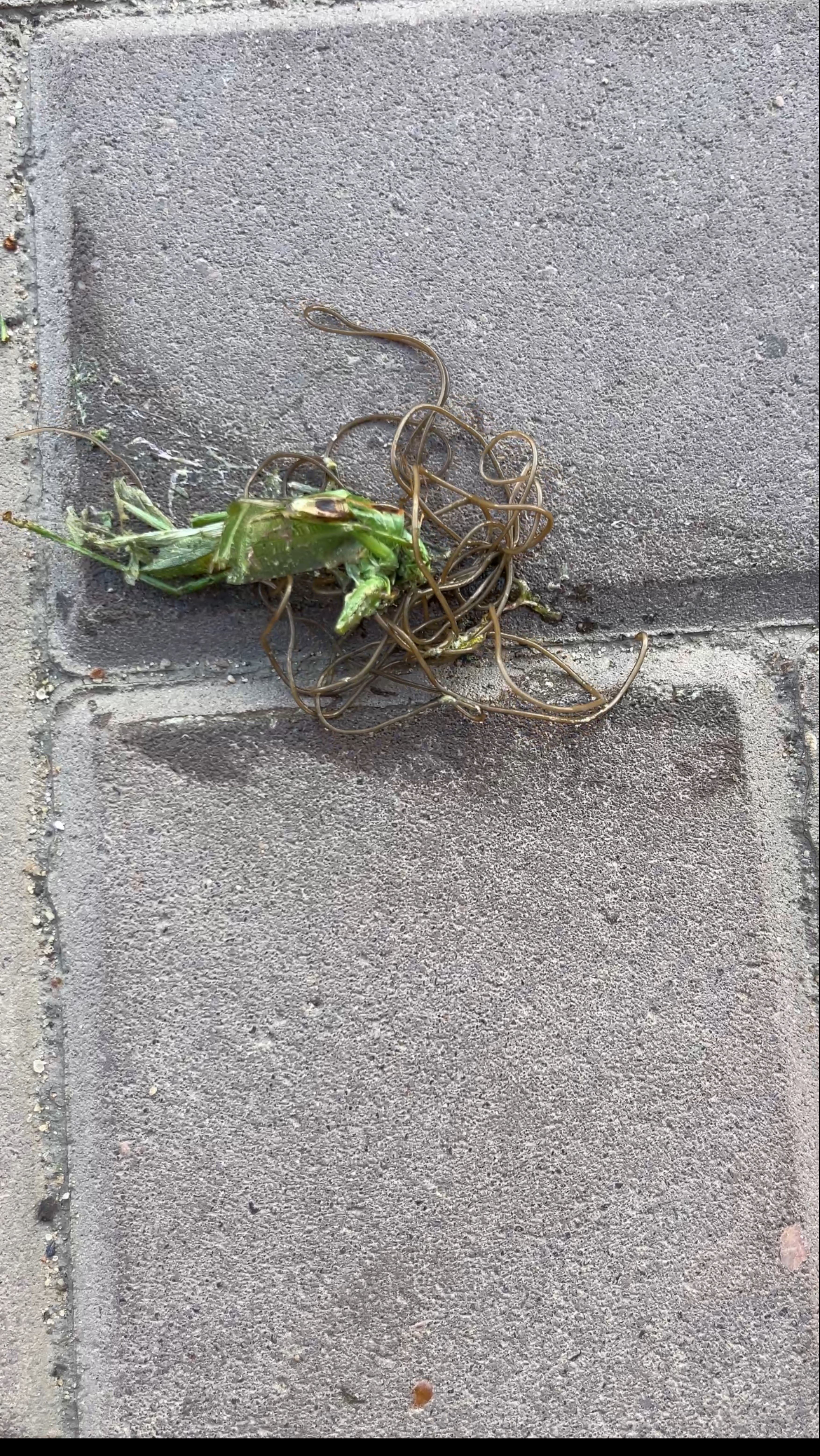 Волосатики в саранче