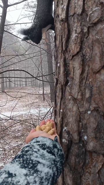 Это видео в моём вк, где мы с семьёй отдыхали в Бузули в г. Свободном 😁🙃👍 #бузули #природа4к #животн