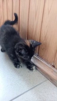 сима кошка в добрые руки