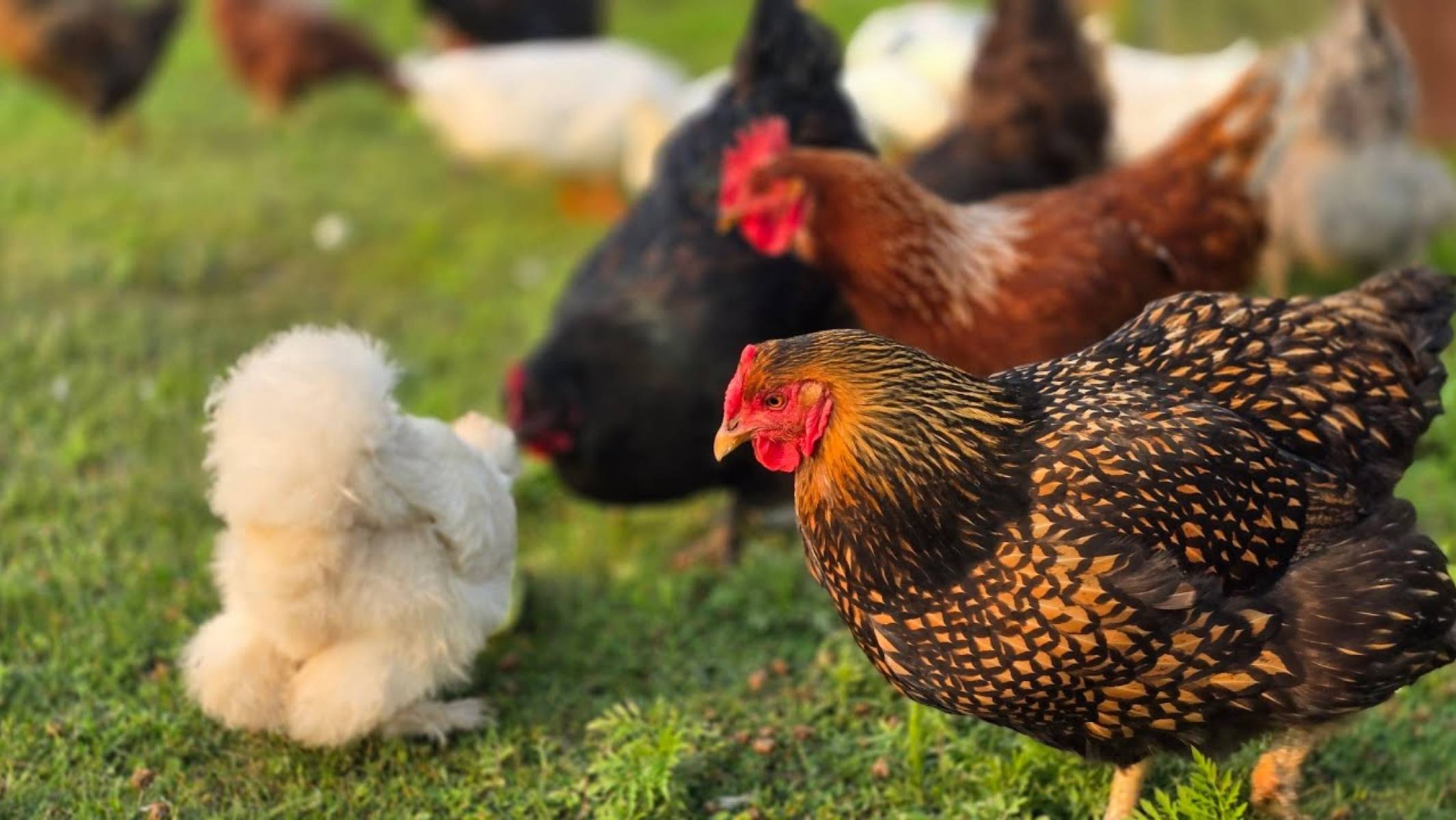 Сельчанка в Америке. БЕДА ЗА БЕДОЙ В ХОЗЯЙСТВЕ!!!