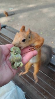 Белке нужен орешек