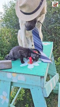 Пискунчик поблагодарил Друзей за подарки 🎁🙏❤️ и устроил ребятам праздник 🌞🎉❤️😻🐶