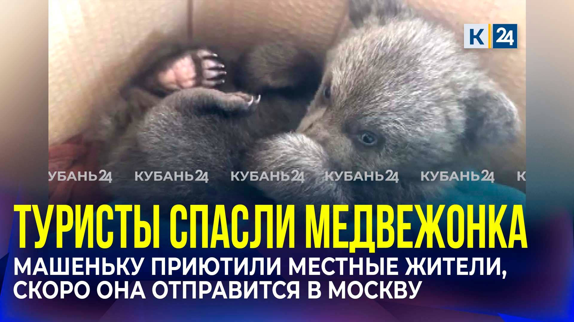 Найденного туристами медвежонка приютила семья из Апшеронского района