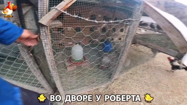 Содержание кур в домашних условиях и других птиц во дворе у Роберта 🐣🐤🦆🐔🪿🦃 (142)
