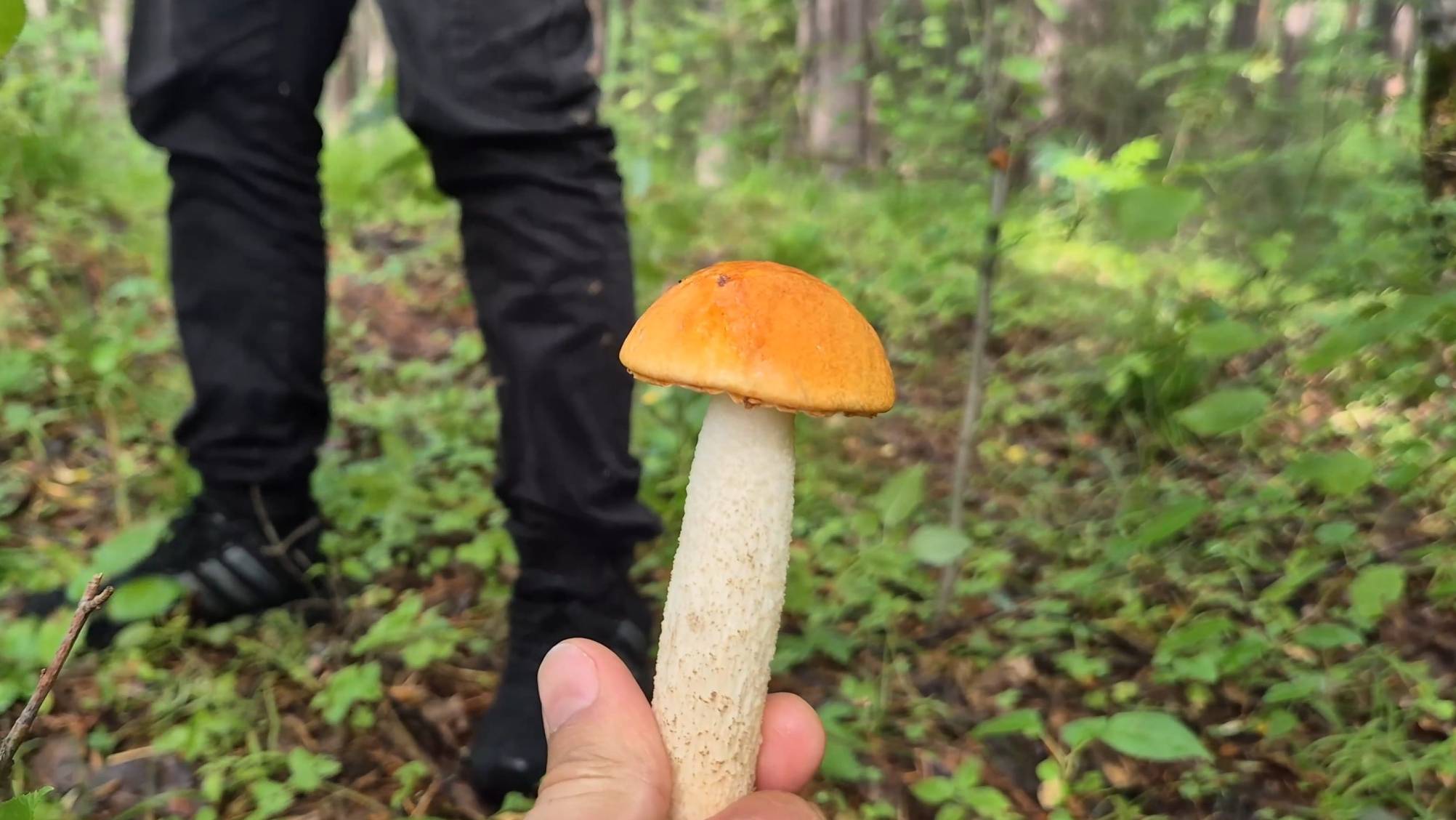 Грибоволочка