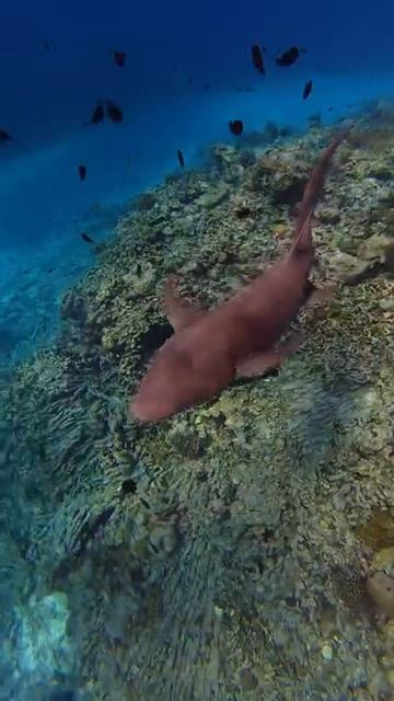 Dream 💙🌊💦🌴🌱☀️✨
#красота #лето #море