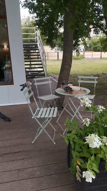 Моменты🤪🩷#shorts#птицы#дождь