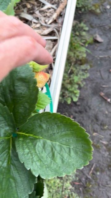 Клубника порадует урожаем в конце лета, ремонтантный сорт Маригет #клубника #урожай #огород