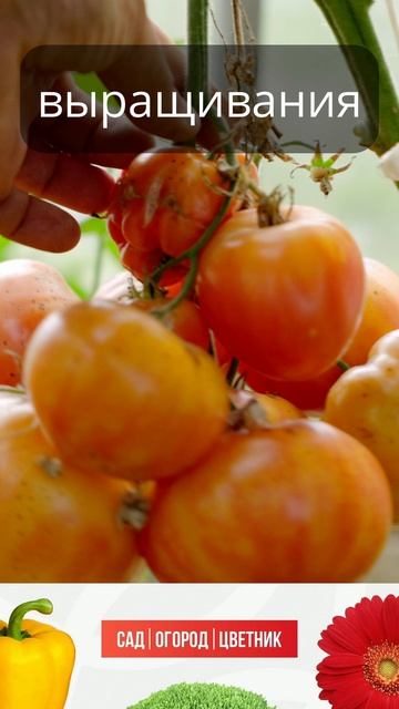 Томатный сезон удался?