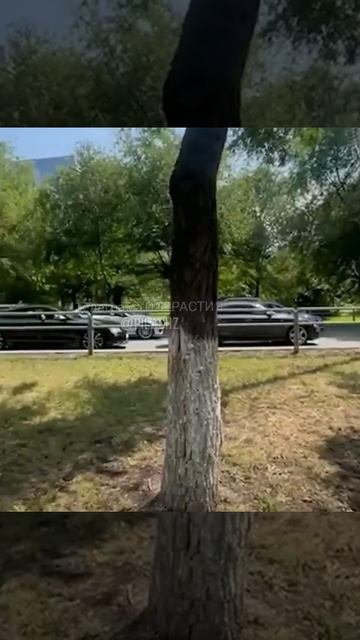 В Самаре армянская диаспора принесла извинения за выходку со свадебными танцами прямо на проезжей...