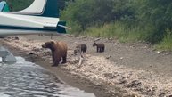 Бесстрашная женщина снимает семейство медведей