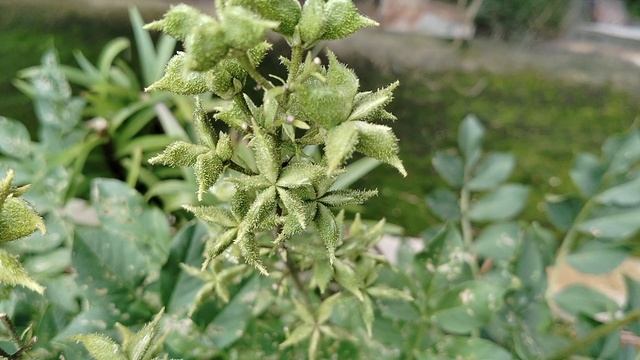 Звёздочки семенных коробочек Диктамнусов для сухих букетов