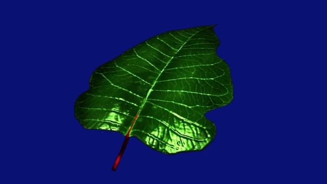 зелёный лист 1