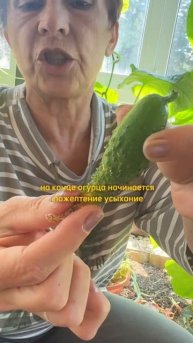 Растут КРЮЧКОВАТЫЕ ОГУРЦЫ? В чем проблема⁉️