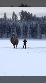 вот так правильно кататься на лыжах