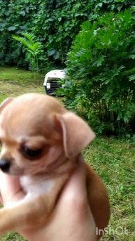 девчонка чихуахуа гш небольшая