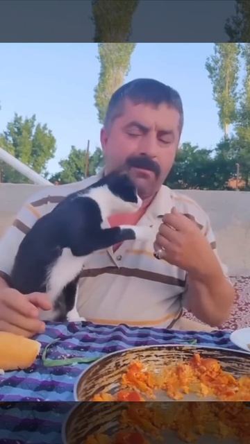 Котику приготовили вкусный завтрак 😋😘😻🥰😍
