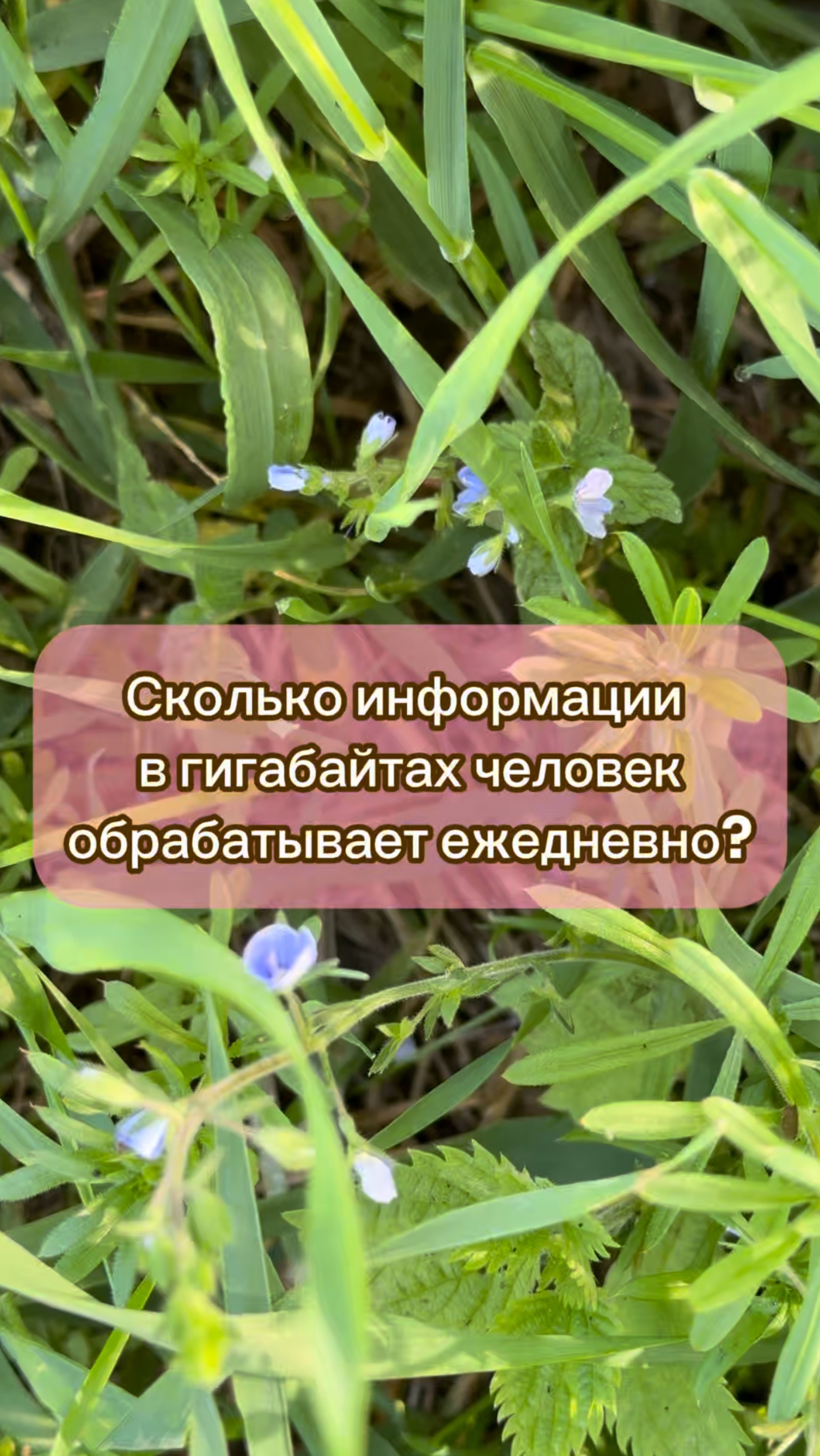 Сколько информации в гигабайтах обрабатывает человек за день?