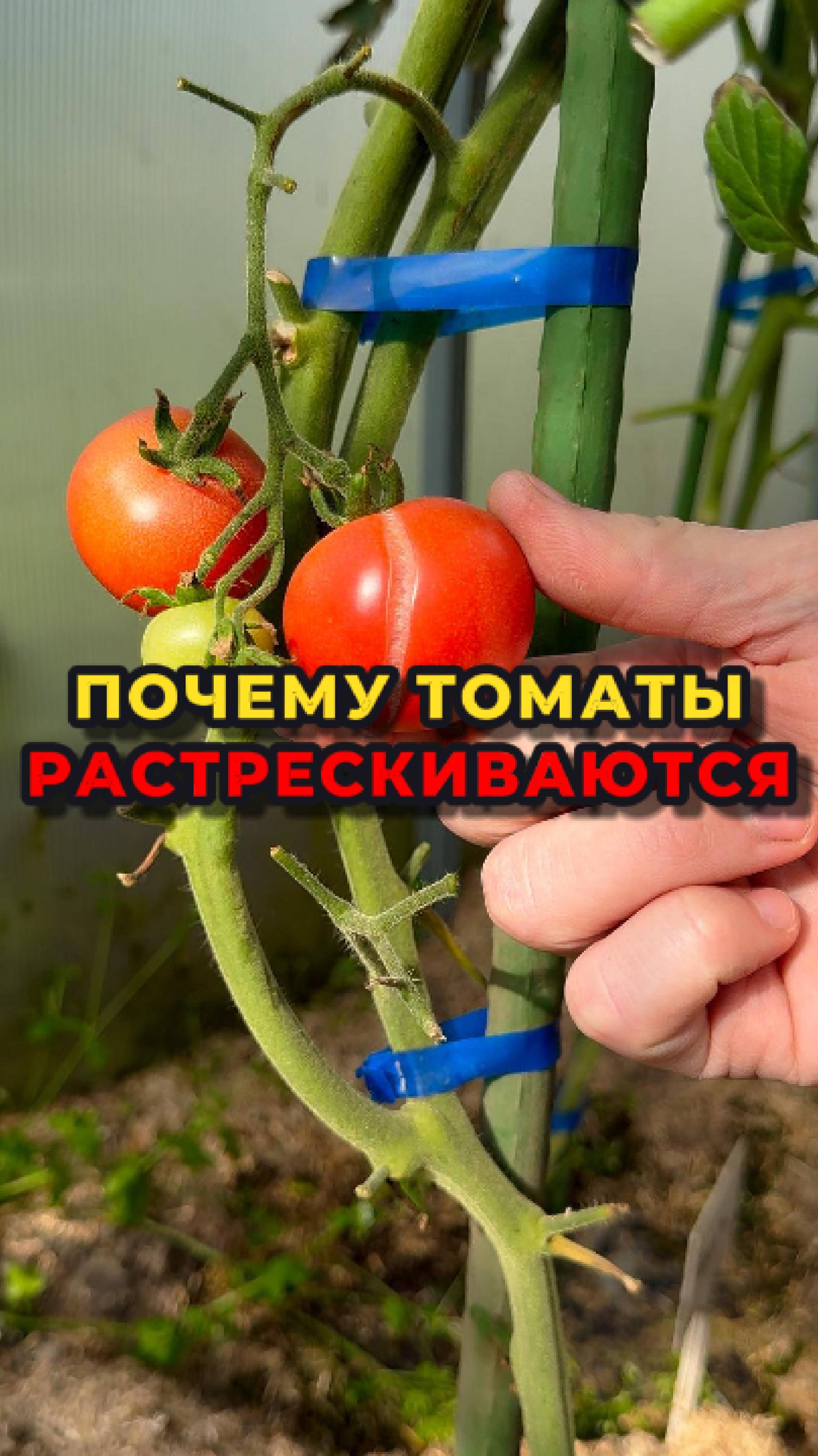 Как определить кислотность почвы