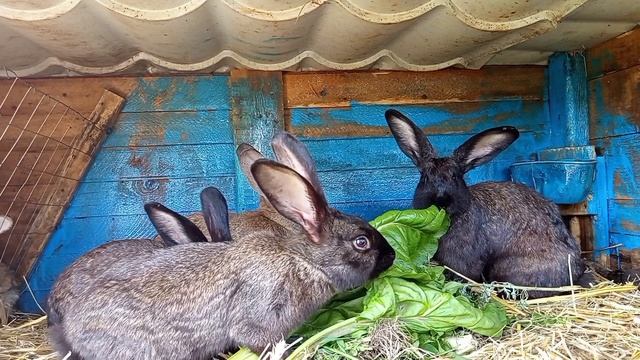 Кролики 82 ...