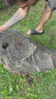 Не выбрасывайте пень пока не увидите это