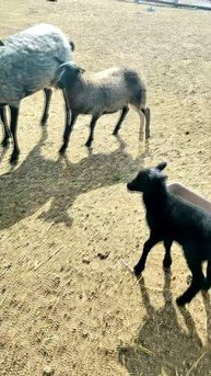 Романова снова подарила малышку! У нас на ферме — очередное чудо! 🐑🎀