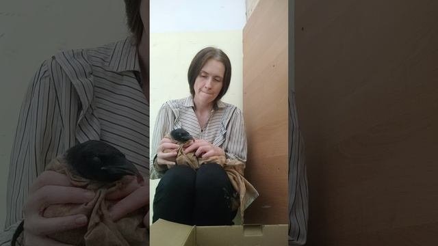 Воронёнок и его кормление куриными сердечками.Подобрала птенца в своем подъезде.Петербур