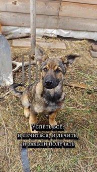 Будни женщины с хозяйством и характером